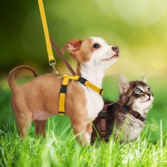 SMALL PET LEASH - Picture 2 of 5